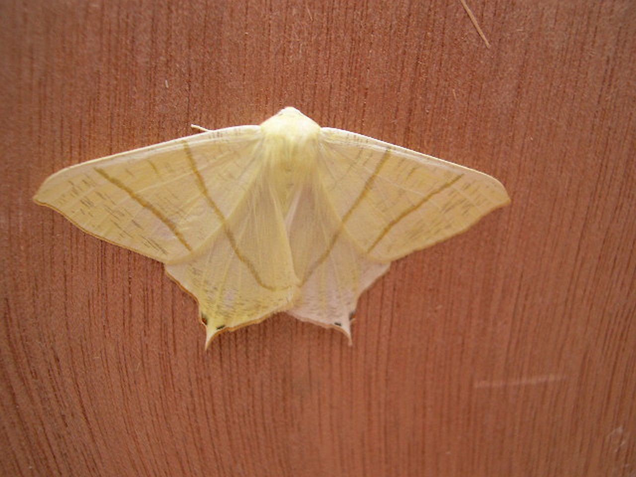 Swallowtail Moth 